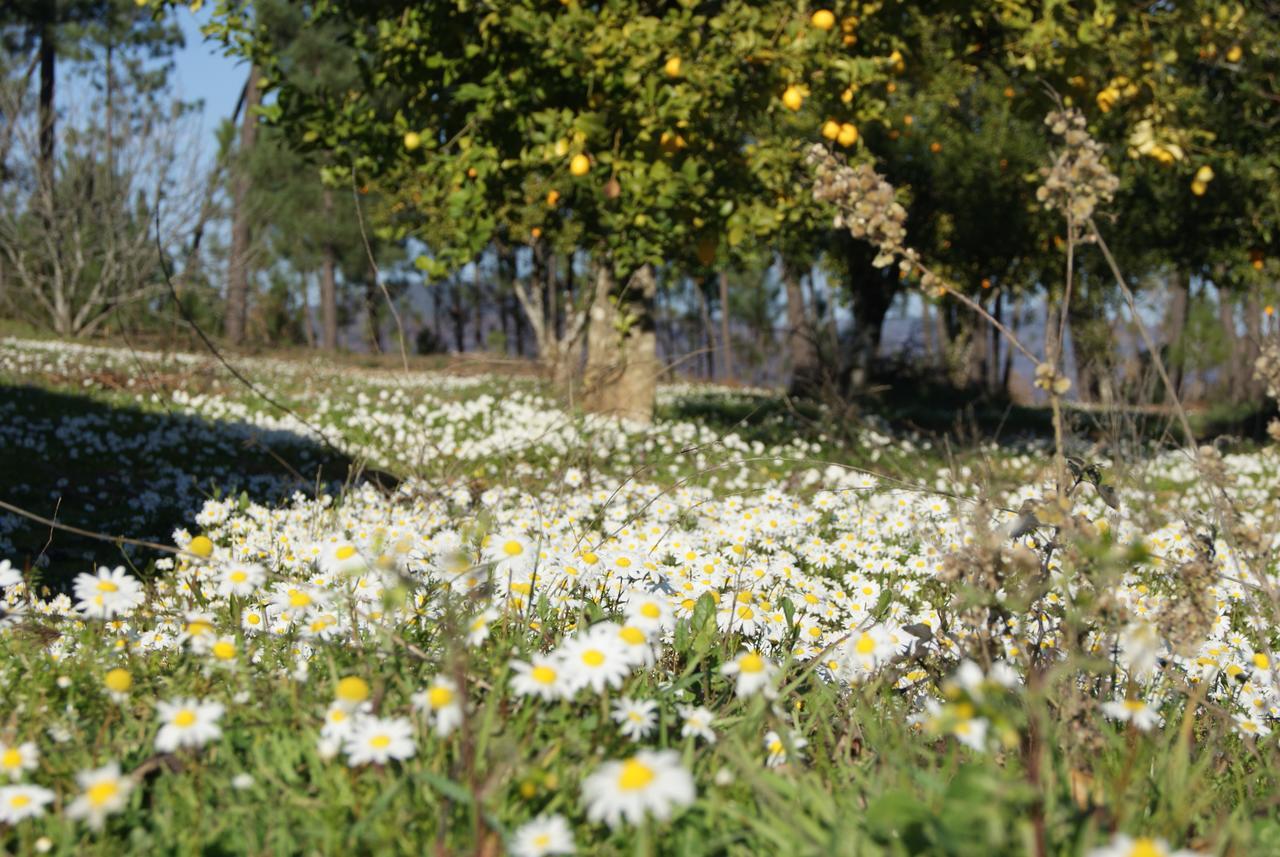 Séjour à la campagne Casa De Santo Antao - Padroes (Coimbra)